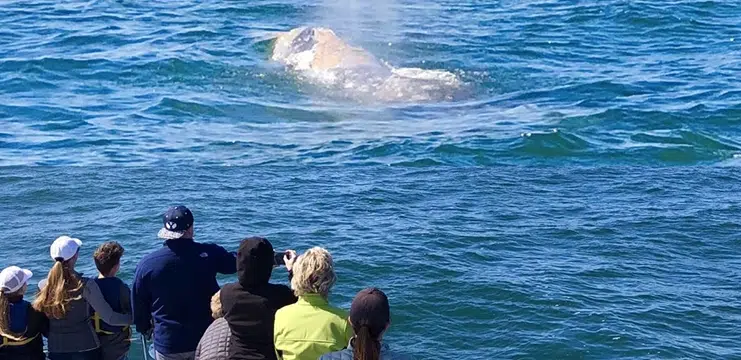 Whale Watching